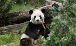 Xi, bir çift pandanın Atlanta Hayvanat Bahçesi’ne yerleşeceğini açıkladı