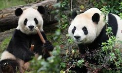 Ping Ping ve Fu Shuang neden ABD için seçildi?