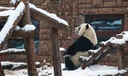 Pandalar kar keyfini çıkardı