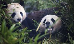 Almanya'da doğan ilk pandalar Çin'e dönmeye hazırlanıyor