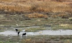 Ankara'daki köpek saldırısına soruşturma