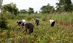 Afrika'da bir ülke daha İsrail'e tarım işçisi gönderecek