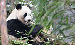 12 panda koruma alanından doğaya döndürüldü