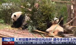 Çin'deki yabani panda sayısı bin 900'e yükseldi