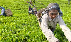 Sri Lanka borcunu çay ile ödedi