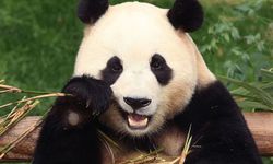 Güney Kore'de yaşayan panda "Fubao" Çin’e dönüyor