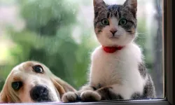 159 kedi ve 7 köpek besliyorlardı: Mahkeme evcil hayvan beslemelerini yasakladı