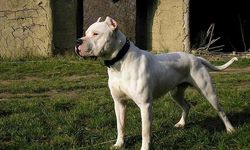 Adana'da pitbull dehşeti: 3 kişi yaralandı