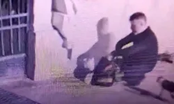 İş yerinden ölü kediler çıkmıştı: Cezası belli oldu