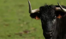 Kars'ta boğa saldırısına uğrayan kişi öldü