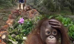 Malezya'dan 'orangutan diplomasisi': İhracat yaptığı ülkelere orangutan hediye edecek