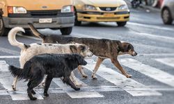 Başıboş sokak köpekleriyle ilgili düzenlemede sona gelindi