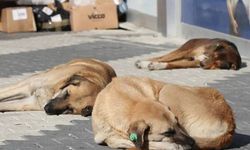 Hastalıklı köpekleri Ankara'ya taşıyanlar gözaltına alındı