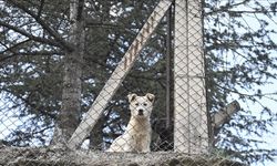 Ankara Valiliğinden "hastalık taşıyan köpeklerin kente getirildiği" iddialarına ilişkin açıklama