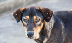 Başıboş köpeklerin toplatılmasına ilişkin davada karar