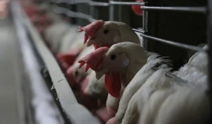 Fransa’da sıcaklar yüzünden 6 bin ton kümes hayvanı öldü