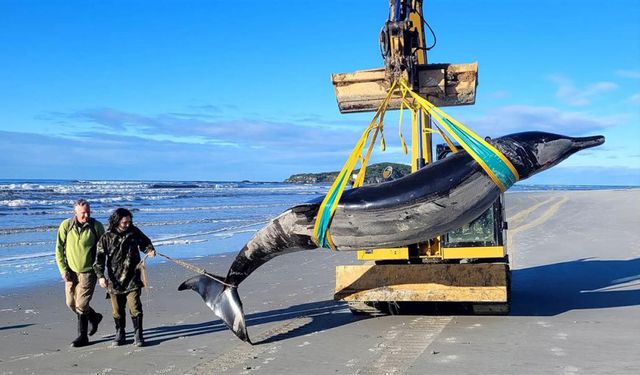 Dünyanın ‘en nadir’ balinası Yeni Zelanda’da karaya vurdu