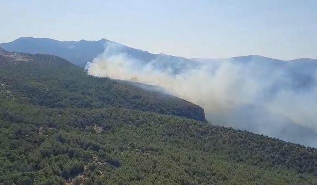 Muğla'da orman yangını