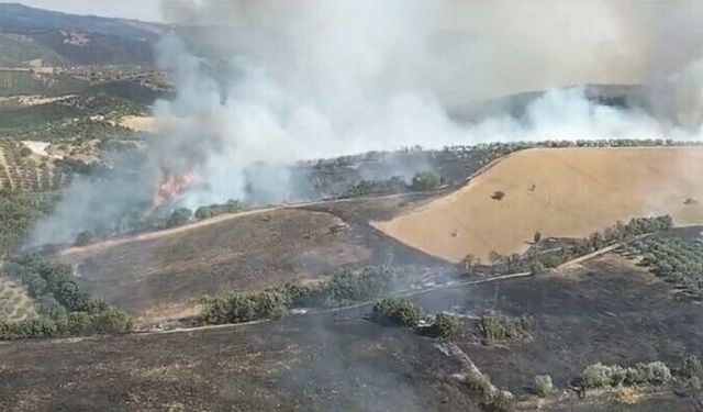 Manisa'da orman yangını