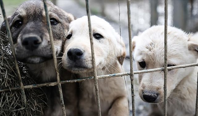 Sahiplendiği köpeklere cinsel saldırıda bulunan şahsın cezası düşürüldü