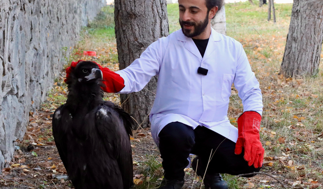 Erzurum'da yaralı bulunan kara akbaba tedaviye alındı