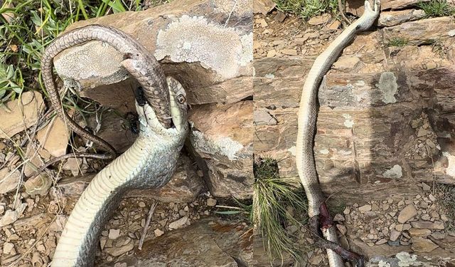 Yılan, başka bir yılanı yerken görüntülendi