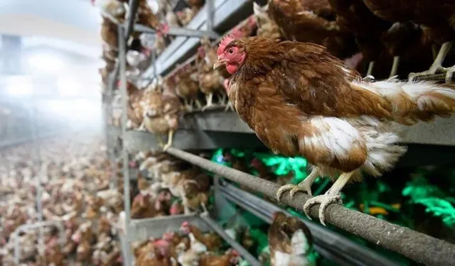 Brezilya'da ilk kez kuş gribi virüsünün yayıldığı doğrulandı