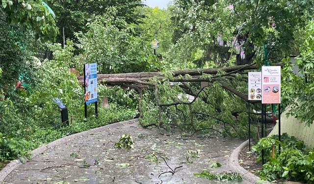 ABD’de şiddetli fırtına can aldı: 5 kişi hayatını kaybetti