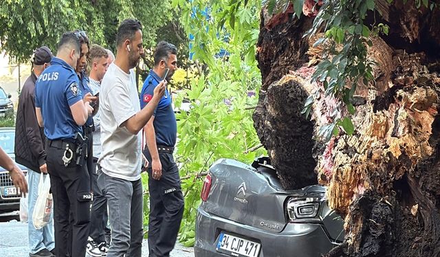 Beşiktaş’ta 150 yıllık ağaç devrildi: 3 araç kullanılamaz hale geldi
