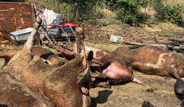 Besi çiftliğinde çıkan yangında 16 büyükbaş öldü