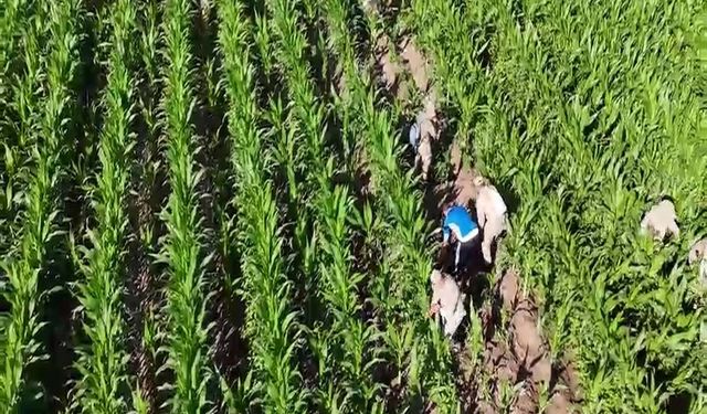 Mısır tarlasında 41 bin kök skunk ele geçirildi: 2 gözaltı