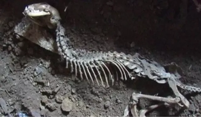 Çin'de yeni bir dinozor türüne ait fosil bulundu