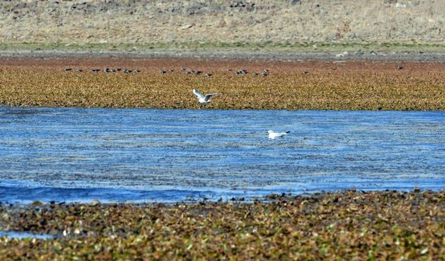 Asboğa Gölü'nde su 60 metre çekildi