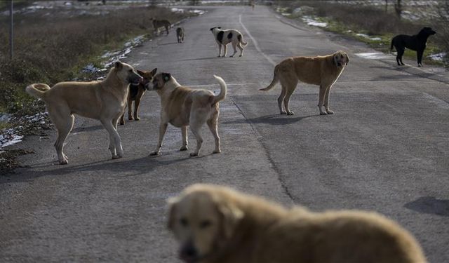 Valilikten sokak köpekleri genelgesi: Beslemek yasaklandı