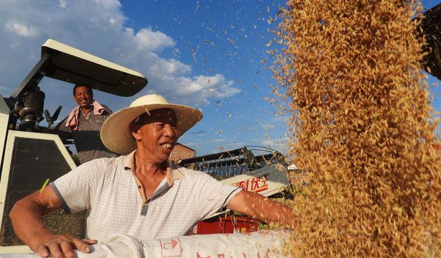 Çin’in tahıl üretimi iki yıldır 700 milyon tonun üzerinde