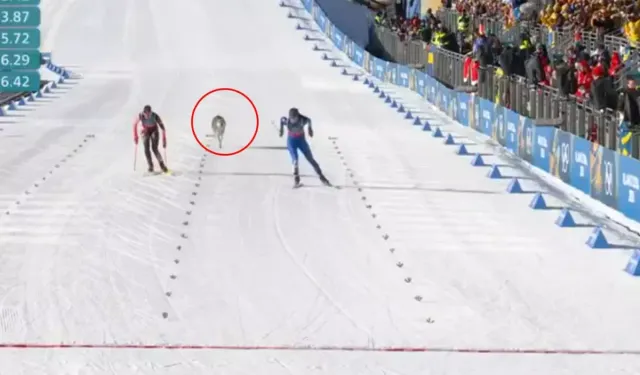Kış Olimpiyatları'nda yarış pistine kurt indi!