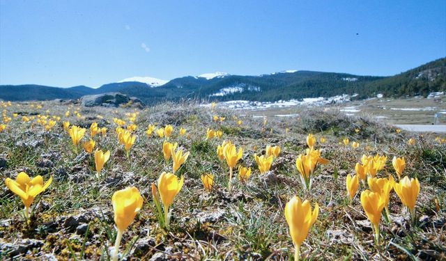 Baharın müjdecisi ilk defa Bolu'da görüntülendi