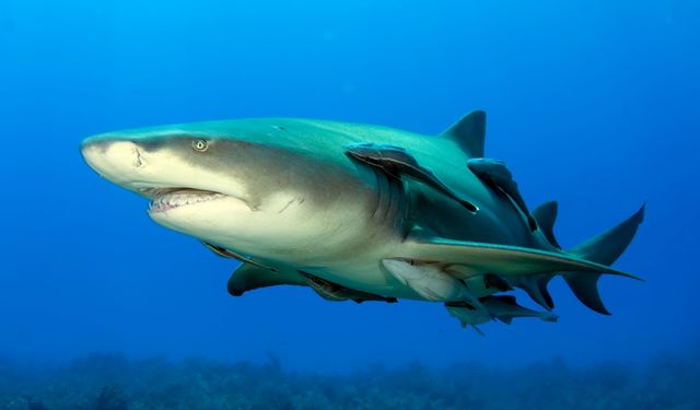 Köpek balığının kanında çıkanlar korkuttu!