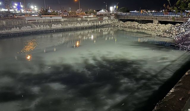 Bakırköy sahilinde binlerce ölü balık kıyıya vurdu