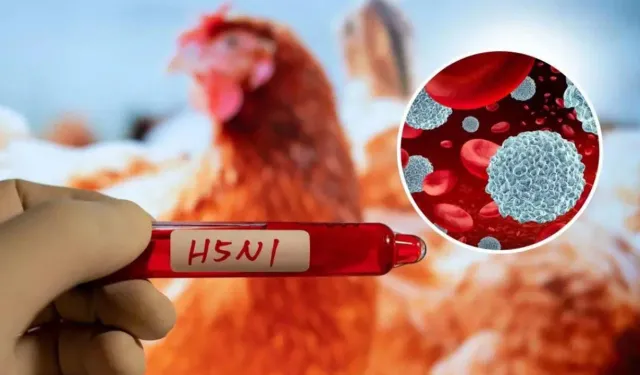 Yeni Zelanda'da ilk kuş gribi vakası tespit edildi