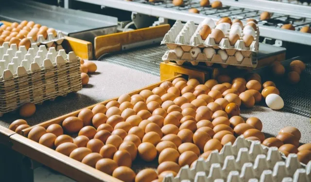 ABD'de milyonlarca yumurta salmonella şüphesiyle toplatılıyor