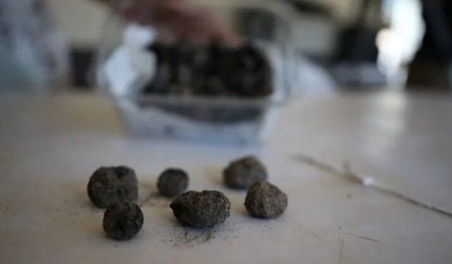 Havran siyah incirinin 8 bin yıllık kalıntıları keşfedildi