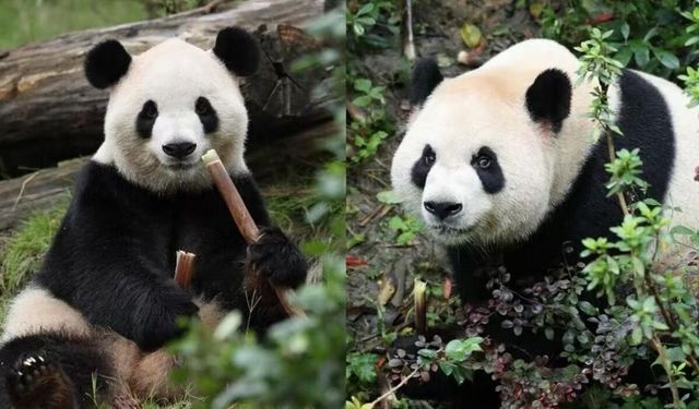 Ping Ping ve Fu Shuang neden ABD için seçildi?