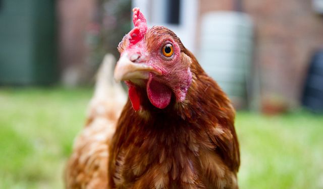 Avustralya'da kuş gribi alarmı: 500 binden fazla tavuk itlaf edilecek
