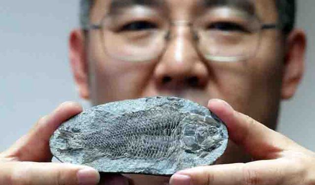 Çinli bilim insanlarından şok keşif: 249 milyon yıllık gizemli balık fosili!