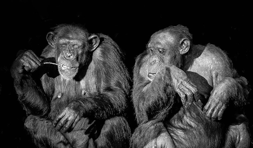 Şempanzeler de insanlar gibi sohbet ediyor