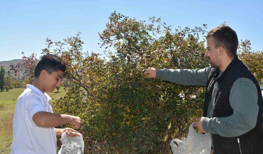 Sarıkamış’ta kuşburnu toplama sezonu başladı