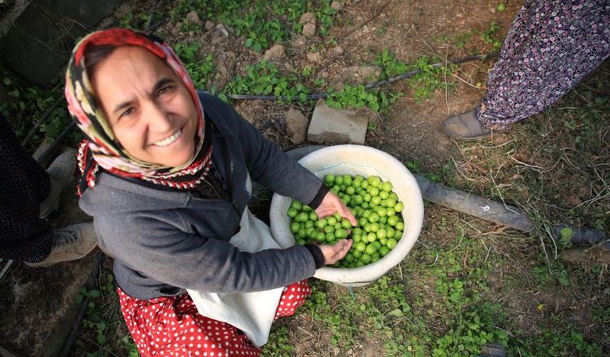 Mustafa Kutay Ası, 300 erik ağacının bulunduğu 800 metrekarelik akıllı serasında, kış aylarında yeşil erik yetiştiriyor. Annesi ve babası da ziraat mühendisi olan genç girişimci, Türkiye'deki tüm illerden olduğu gibi, Almanya, Katar, Dubai, Özbekistan, Kazakistan, Azerbaycan ve Rusya gibi yurtdışı pazarlarından da büyük talep görüyor.