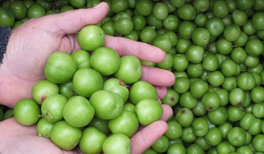 Erik fiyatları bu yıl nasıl olacak?

Mustafa Kutay Ası, yıl boyunca özenle baktığı eriklerin hasadını şubat ayında yapmaya başladı. Bu ilk hasat için belirlenen kilogram fiyatı ise 7.000 TL.