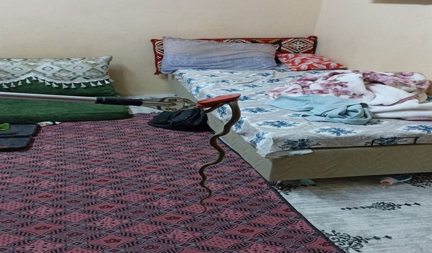 Eve giren yılanı, itfaiye görevlileri yakaladı